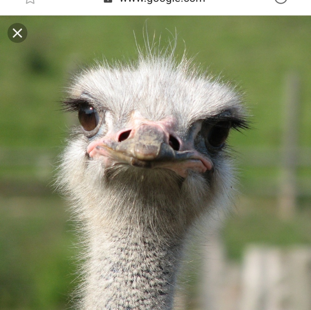 Meet your Posher, Julie